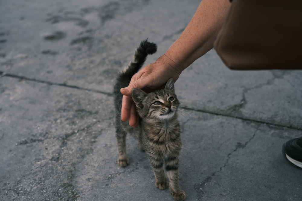 Come portare in casa un gatto abituato a vivere all’aperto